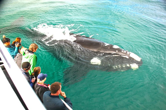 Dunsborough Whale Watching Eco Tour
