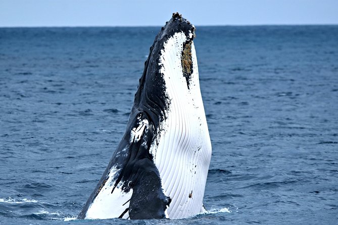 Educational Whale Watching Tour From Augusta or Perth