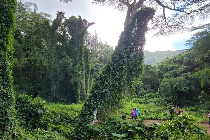 Electric Bike Ride & Manoa Falls Hike Tour - Traveler Reviews and Recommendations