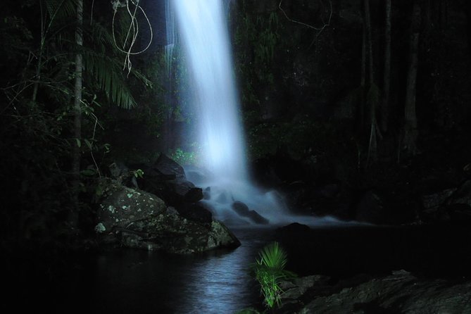 Evening Rainforest & Glow Worm Experience - Small Group Tour - Booking Information