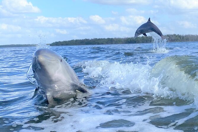 Everglades National Park Dolphin, Birding and Wildlife Boat Tour (2 Hours)