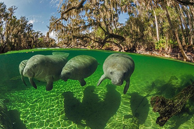Exclusive Small Group VIP Heated Manatee Snorkel Tour - Booking and Logistics