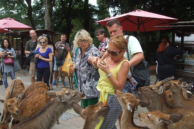 Exploring Nara - Semi-Tame Deer in Nara