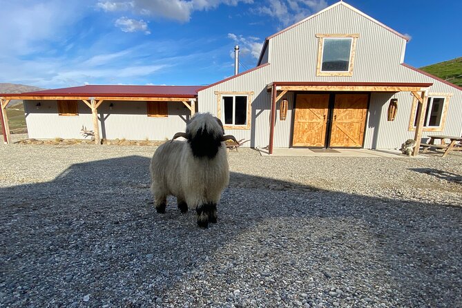 Farm Tour With the Cutest Sheep in the World in Cromwell 9384 - Inclusions