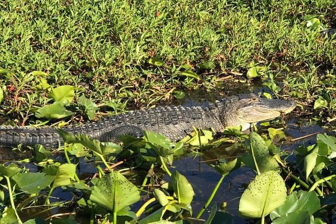 Florida Everglades Airboat Tour and Wild Florida Admission With Optional Lunch - Tour Inclusions and Activities