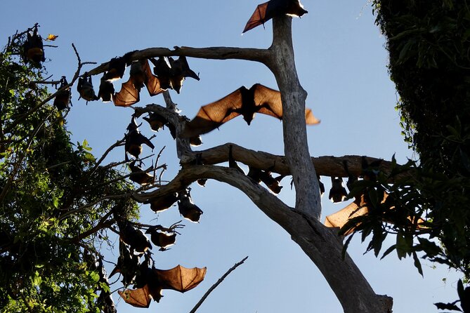 Flying Fox Experience, Thousands of Australias Largest Bat - Experience the Giant Flying Foxes