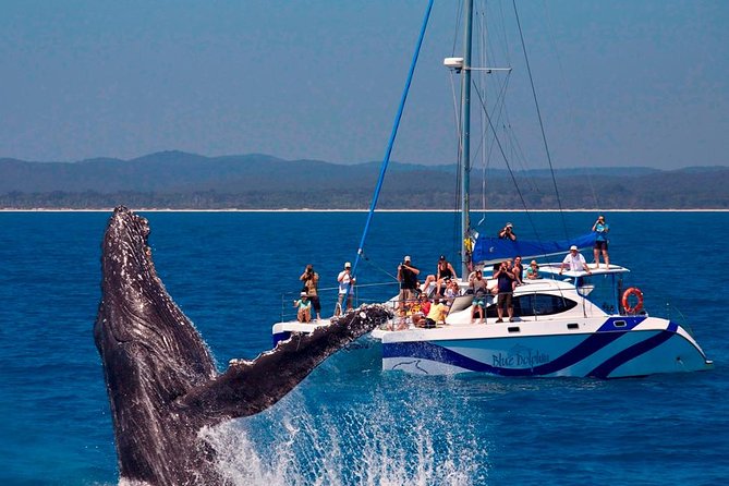 Fraser Island Whale Watch Encounter - Tour Details