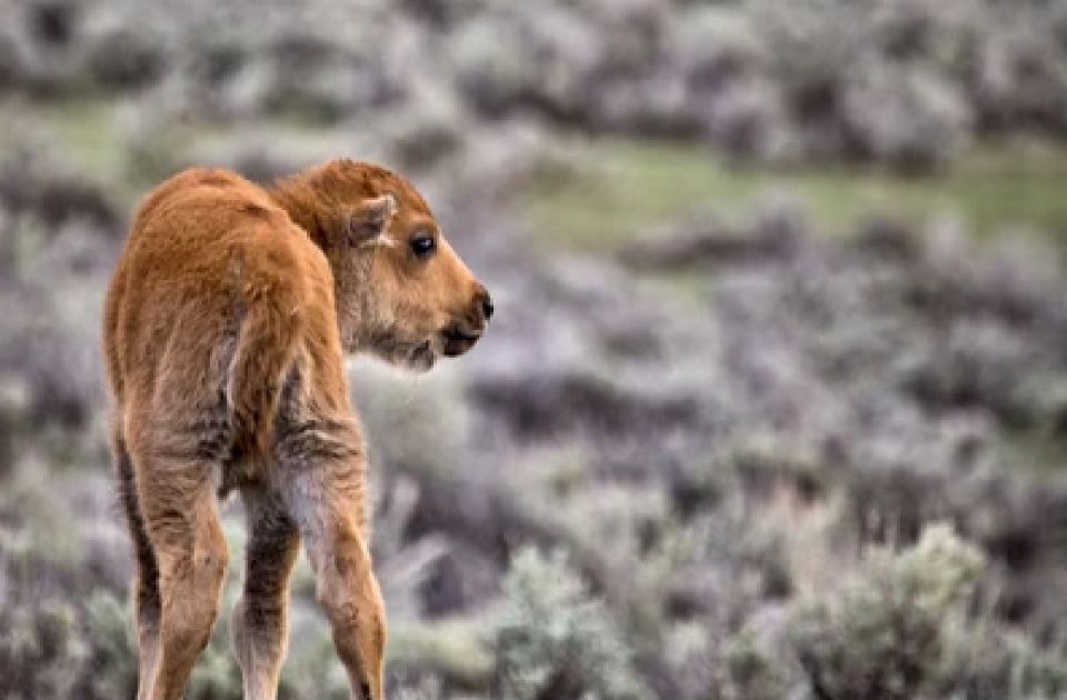 From Jackson: Grand Teton Wildlife & Scenery Tour With Lunch - Tour Details