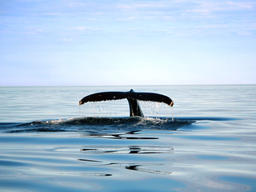 From Quebec City: Whale Watching Excursion Full-Day Trip - Inclusions and Booking Details