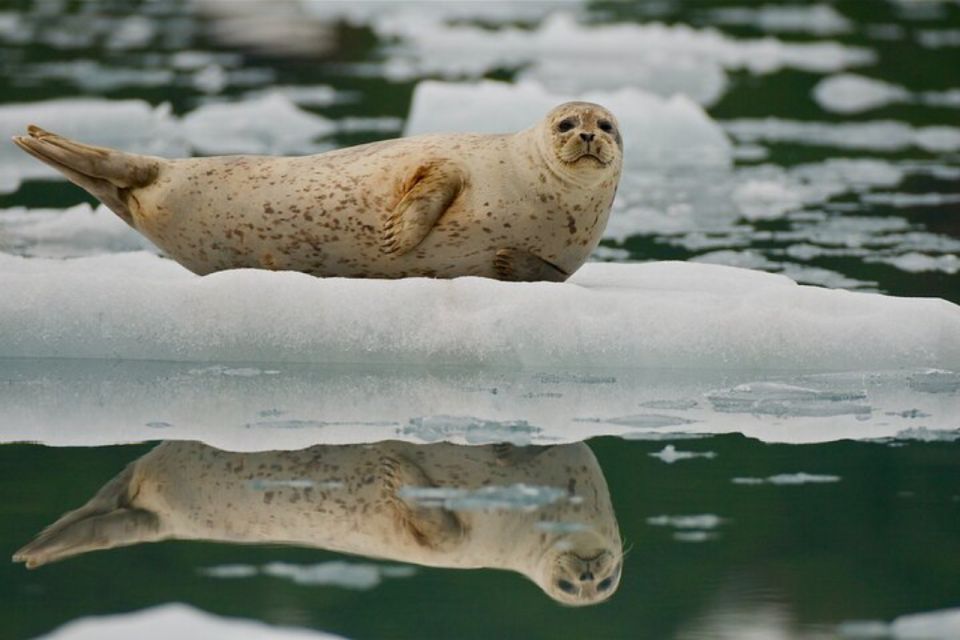 From Whittier/Anchorage: Prince William Sound Glacier Cruise