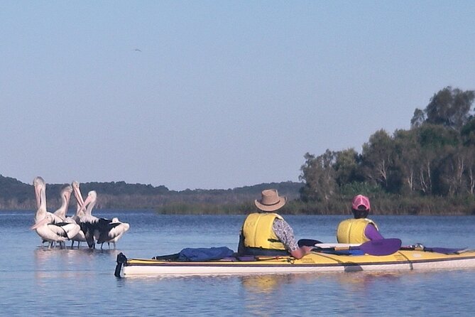 Full-Day Guided Noosa Everglades Kayak Tour - Tour Highlights