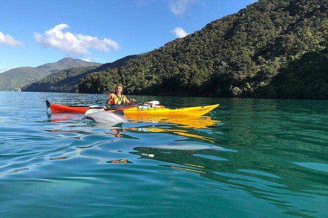 Full-Day Guided Sea Kayaking Trip From Anakiwa - Inclusions