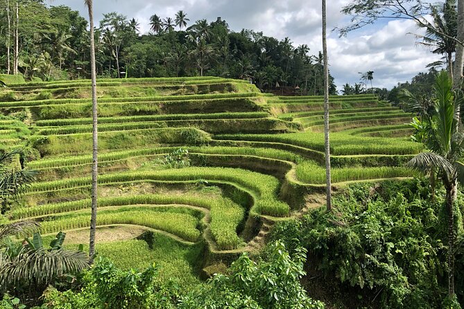 Full-Day Highlights and Best of Ubud Village