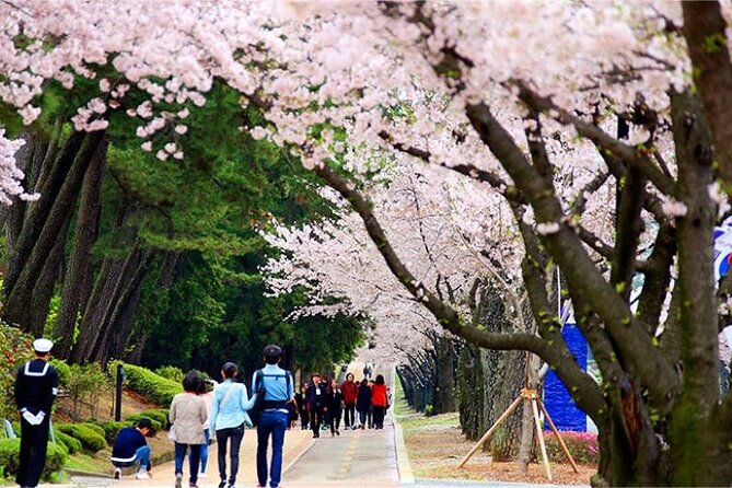 Full-Day Jinhae Cherry Blossom Festival Private Tour - Tour Pricing Details
