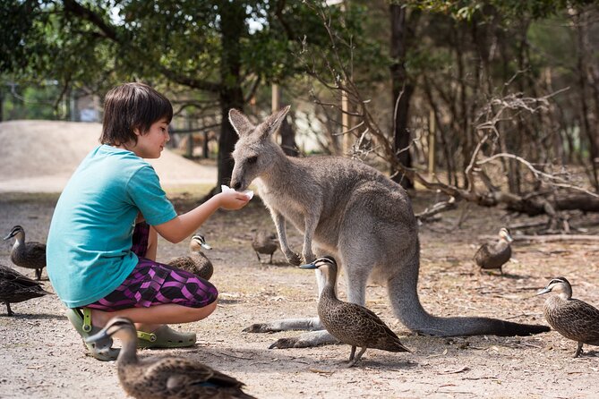Full-Day Phillip Island Tour With Kangaroo, Koala and Penguin Parade - Tour Overview