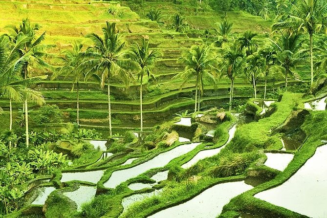 Full Day Private Tour in Ubud Indonesia - Tour Highlights