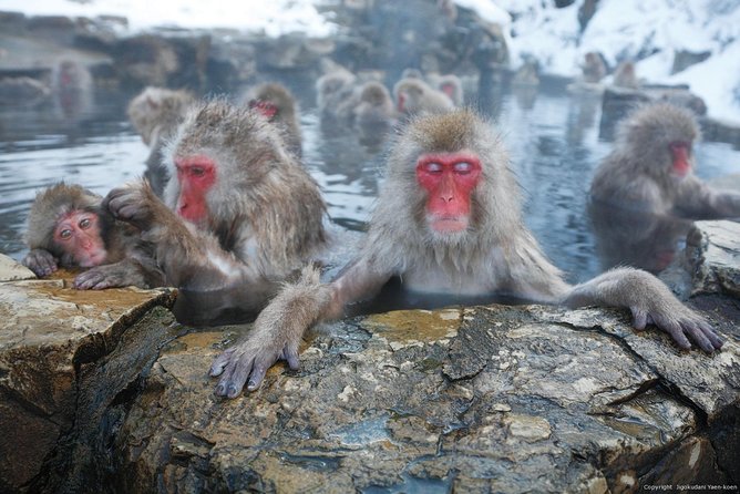 Full Day Snow Monkey Tour To-And-From Tokyo, up to 12 Guests