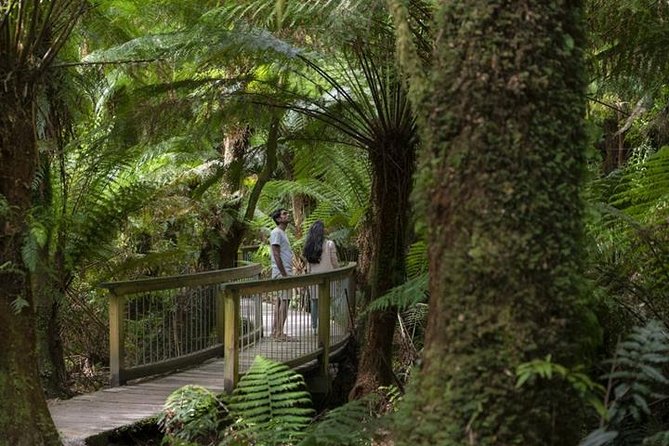 Great Ocean Road and Otway National Park Sightseeing Day Tour