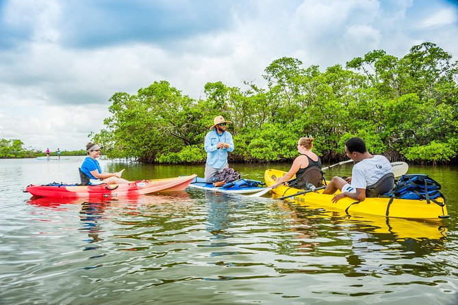 Guided Kayak Mangrove Ecotour in Rookery Bay Reserve, Naples - Tour Overview