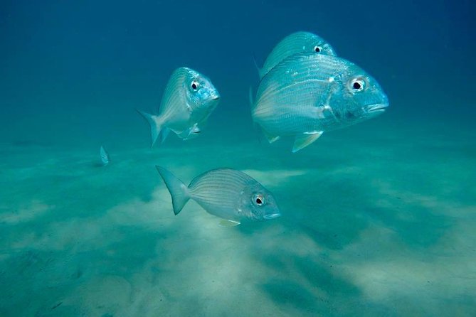 Guided Snorkel With Fish Tour at Wavebreak Island, Gold Coast