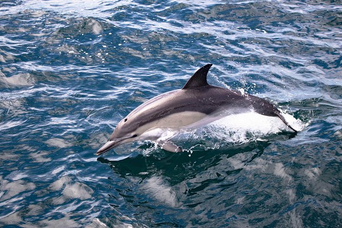 Half Day Dolphin Watching Cruise (Departing From Rotorua) - Experience Highlights