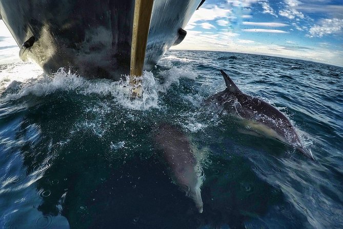 Half Day Dolphin & Wildlife Cruise - Tauranga - Experience Details