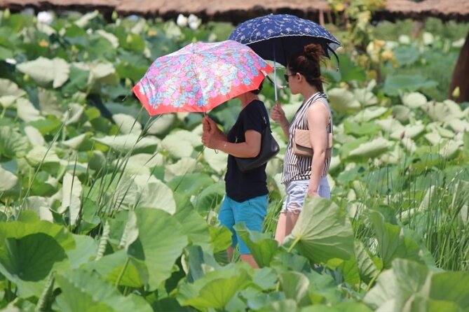 Half-Day Excursión Lotus Flowers and Local Foods From Busan - Tour Pricing and Booking Information
