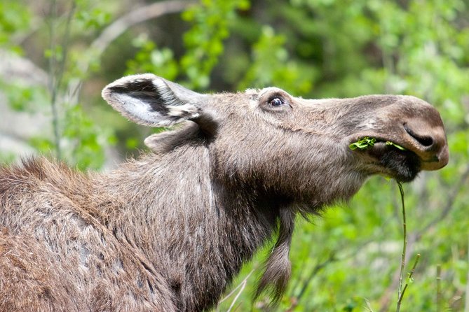 Half-Day Wildlife Safari Tour in Grand Teton National Park