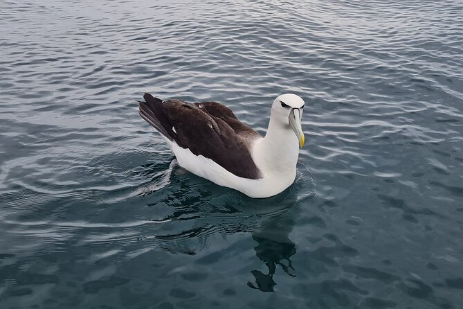 Harbour, Albatross and Wildlife Cruise on Otago Harbour - Cruise Schedule and Duration