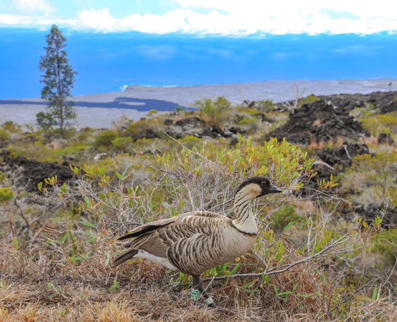 Hawaii: All-Inclusive Volcanoes and Waterfalls Private Tour