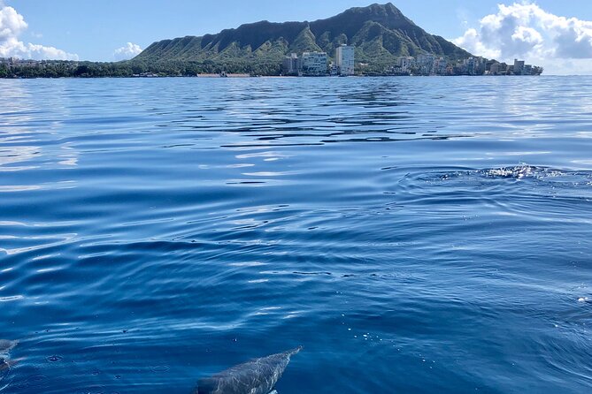 Hawaii: Honolulu Whale-Watching Catamaran Tour  - Oahu - Inclusions