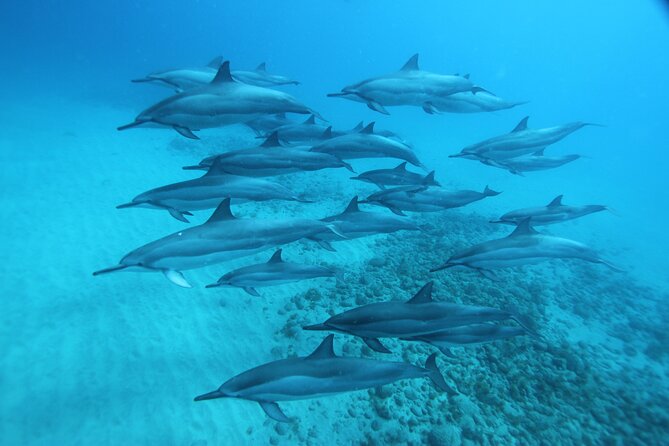 Hawaii: Oahu Dolphin and Sea Life Swimming and Snorkeling Trip  – Honolulu
