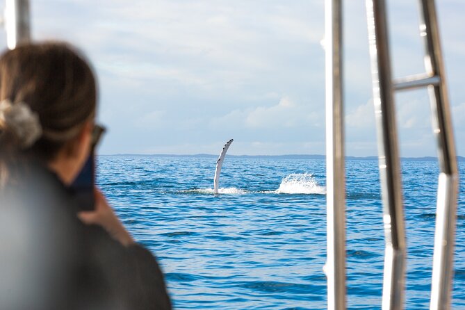 Hervey Bay: Half Day Whale Watching & Island Stop Tour - Tour Overview