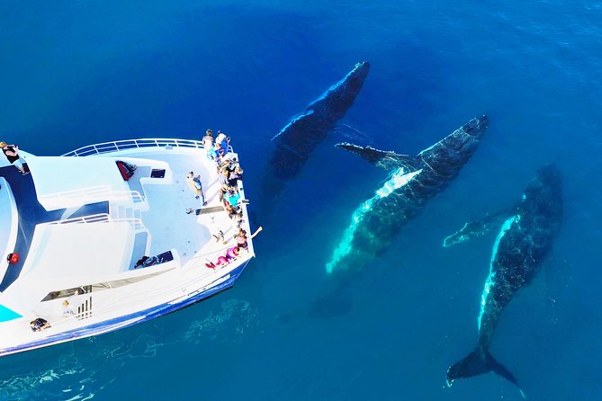 Hervey Bay Whale Watching Cruise - Inclusions and Amenities