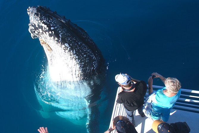 Hervey Bay Whale Watching Experience
