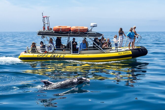 High Speed Zodiac Whale Watching Safari From Dana Point