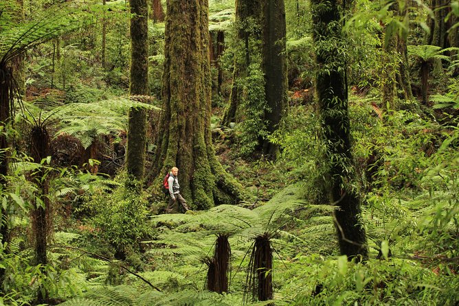 Hike New Zealands Finest Forest - Whirinaki Forest - Whirinaki Forest: A Natural Wonder