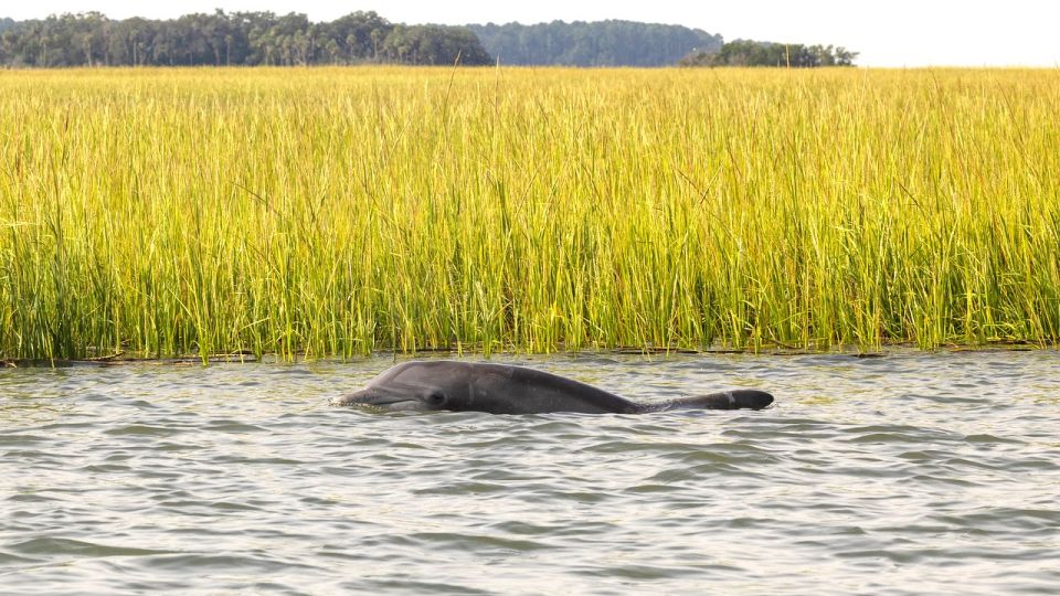 Hilton Head: Calibogue Sound Private Dolphin Boat Charter - Booking Details