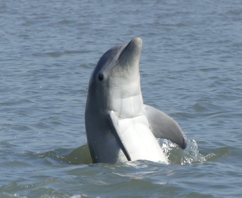Hilton Head Island: Dolphin and Nature Tour - Activity Details