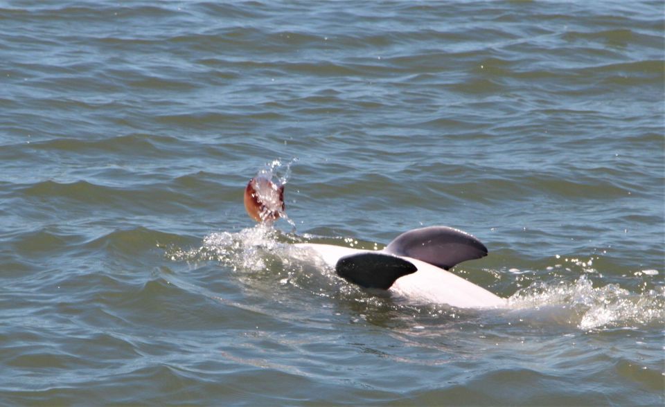 Hilton Head Island: Private Dolphin Watching Boat Tour - Tour Duration and Flexibility