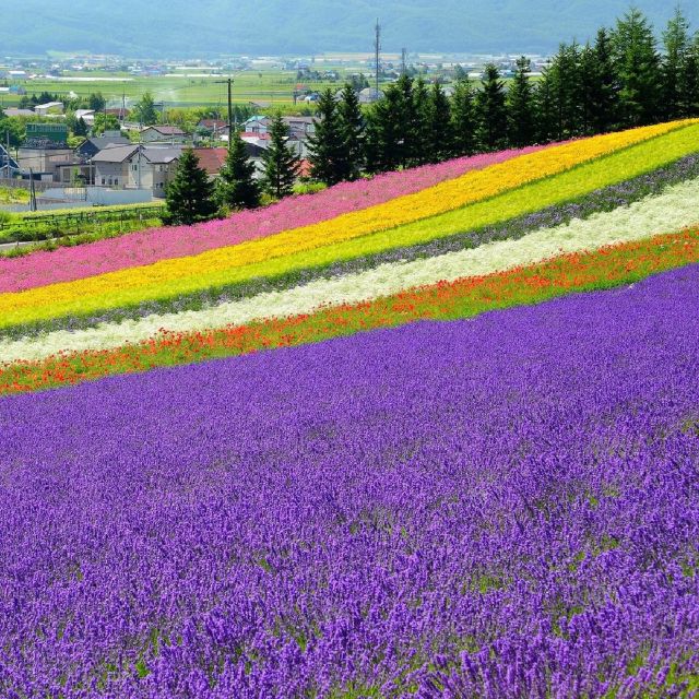 Hokkaido: Biei Blue Pond and Furano Flower Farm Day Trip - Activity Details
