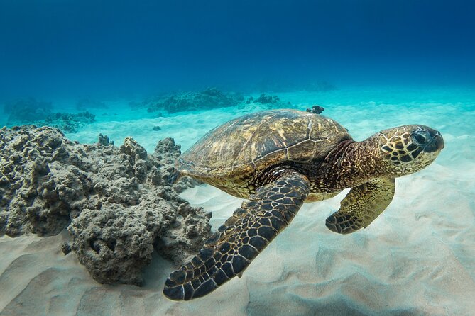 Honolulu Swimming With Turtles Experience in Waikiki  – Oahu
