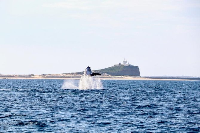 Humpback Whale Encounter Tour From Newcastle - Tour Highlights