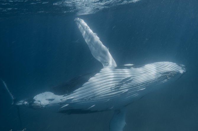 Humpback Whale Safari - Tour Highlights