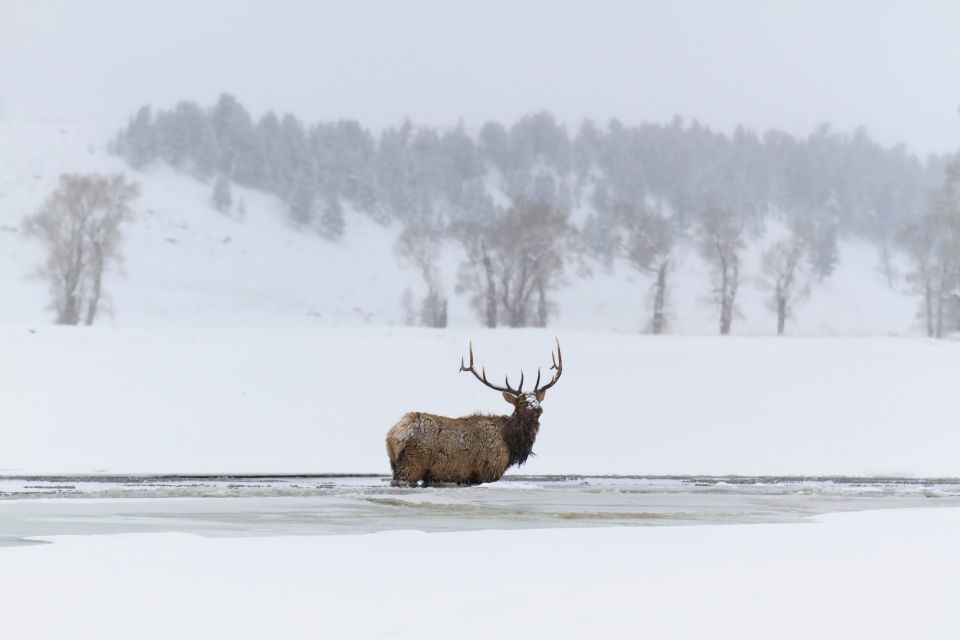 Jackson: Grand Teton, Bighorn Sheep, and Petroglyphs Tour - Pickup Information