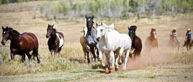 Jackson Hole: Teton View Guided Horseback Ride With Lunch