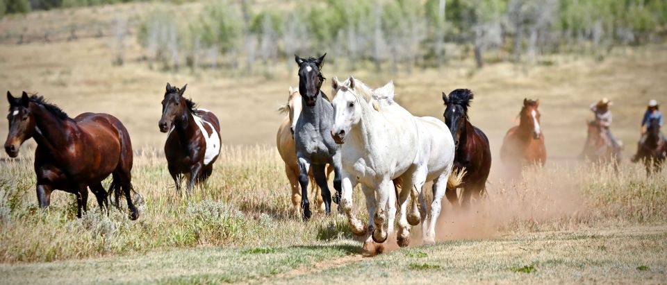 Jackson Hole: Teton View Guided Horseback Ride With Lunch - Activity Overview