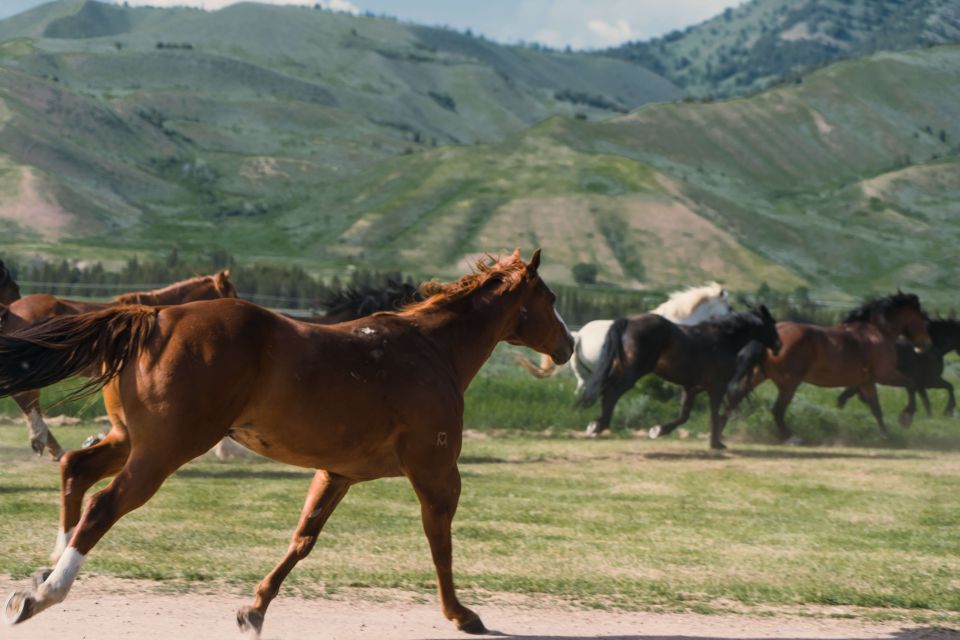 Jackson Signature 1/2 Day Ride Horseback Tour With Lunch - Experience Highlights