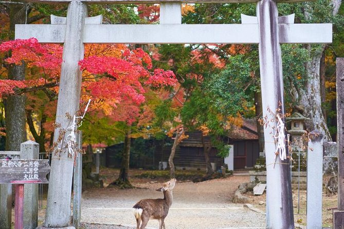 Japan Autumn & Winter Illuminations Discovery Tour (12 Days) - Tour Pricing and Guarantee