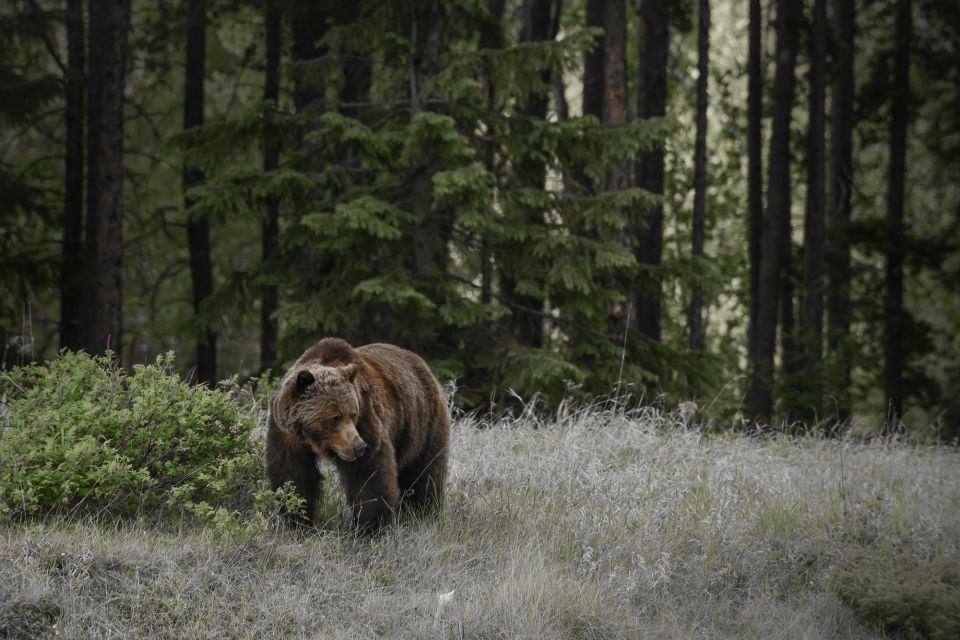 Jasper: Maligne Valley Wildlife Watching & Boat Tour - Booking Details